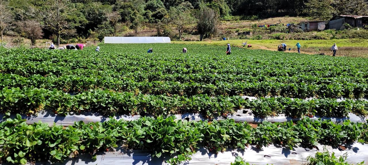 Productos de la finca