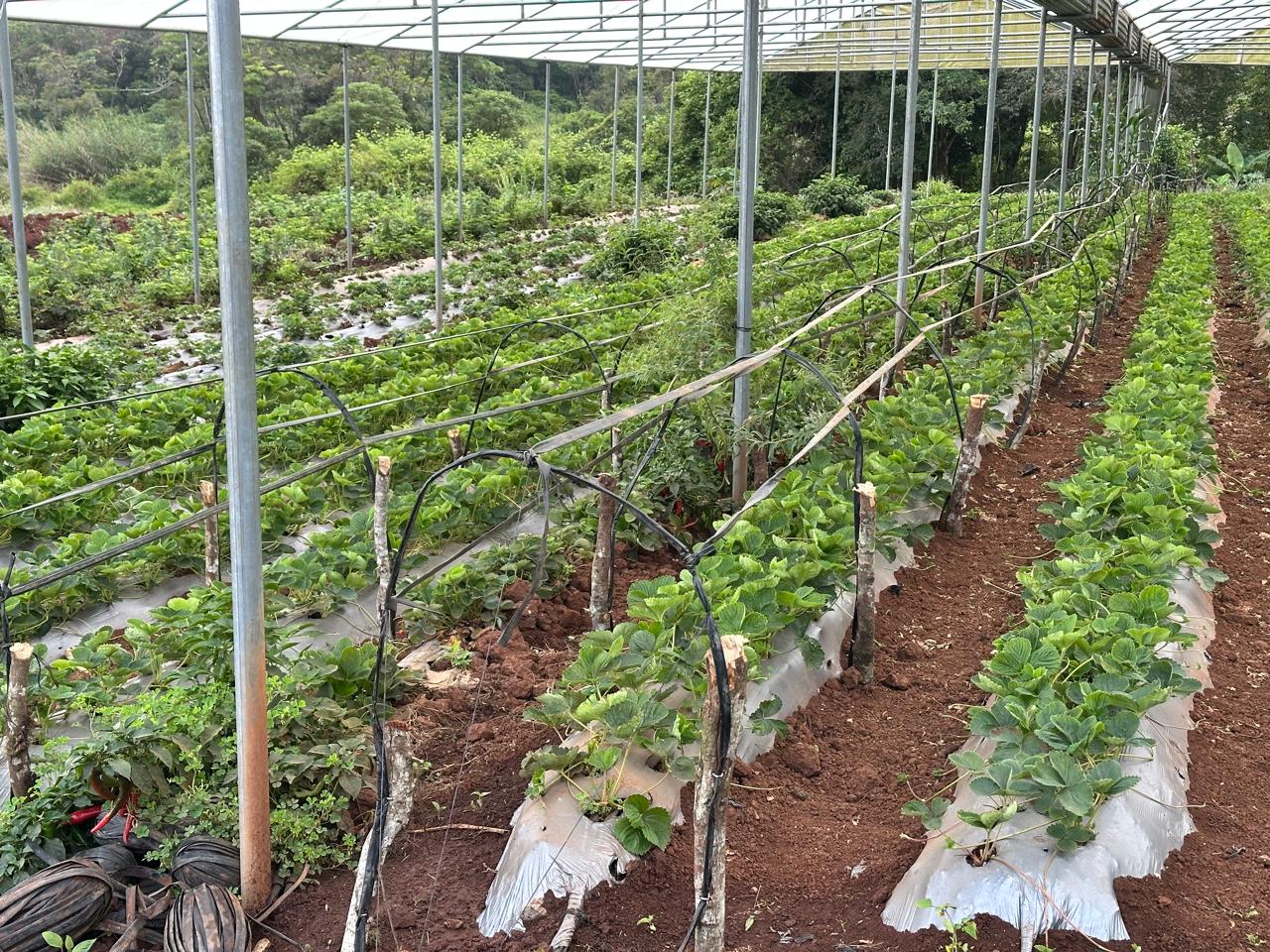 Productos de la finca