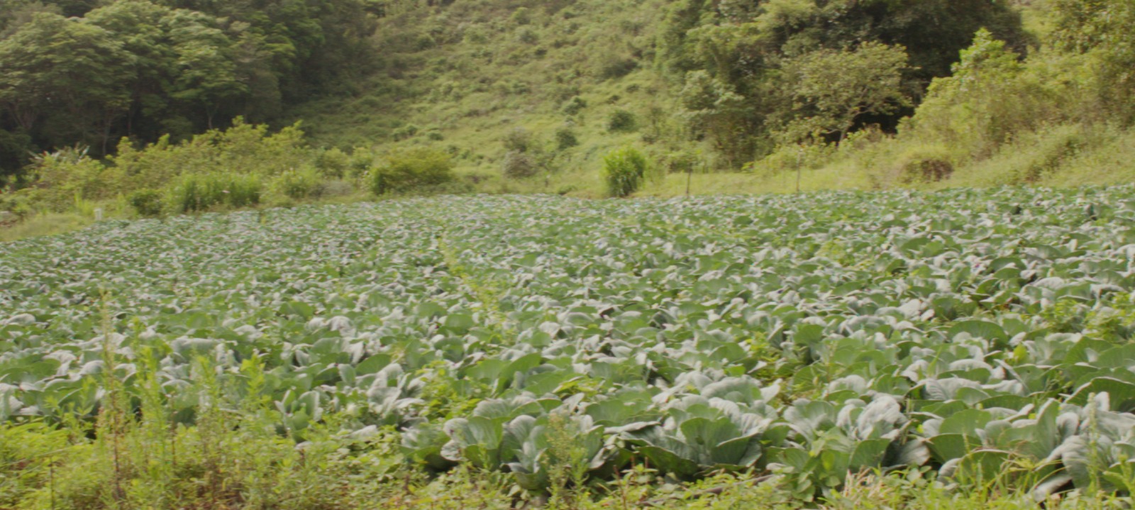 Productos de la finca