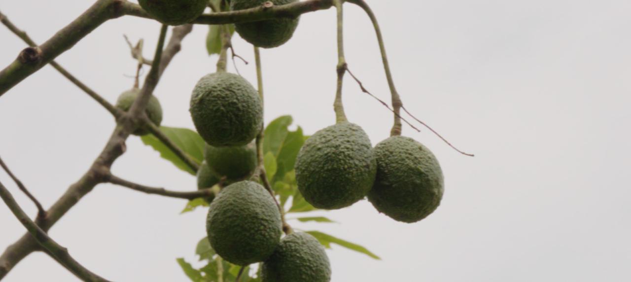 Aguacates