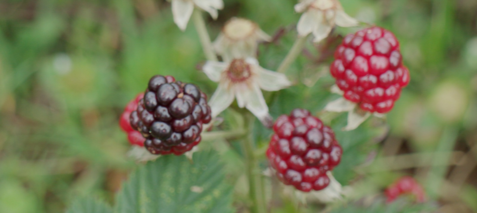 Moras